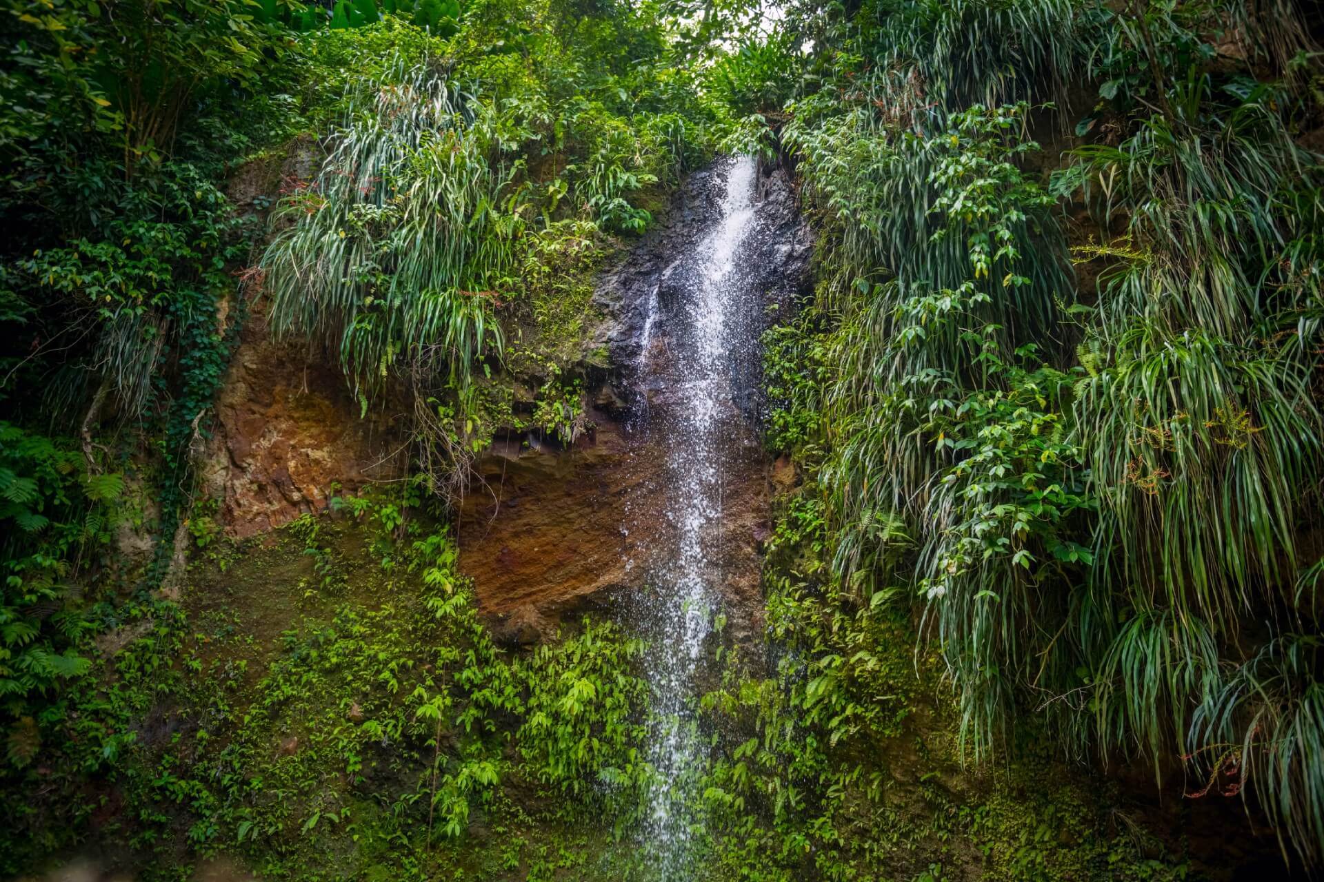 Authentic Caribbean experience: Rainforest, Waterfalls & Scenic Adventure